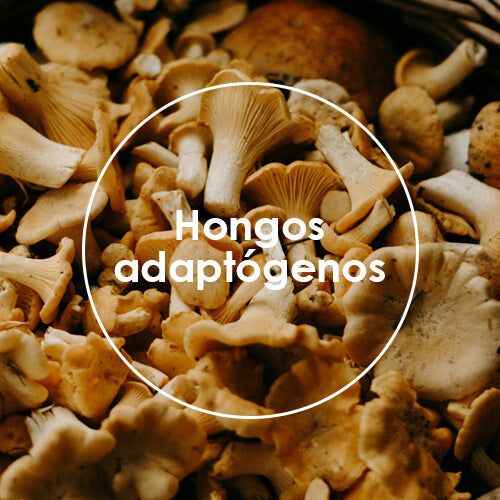 Hongos adaptógenos